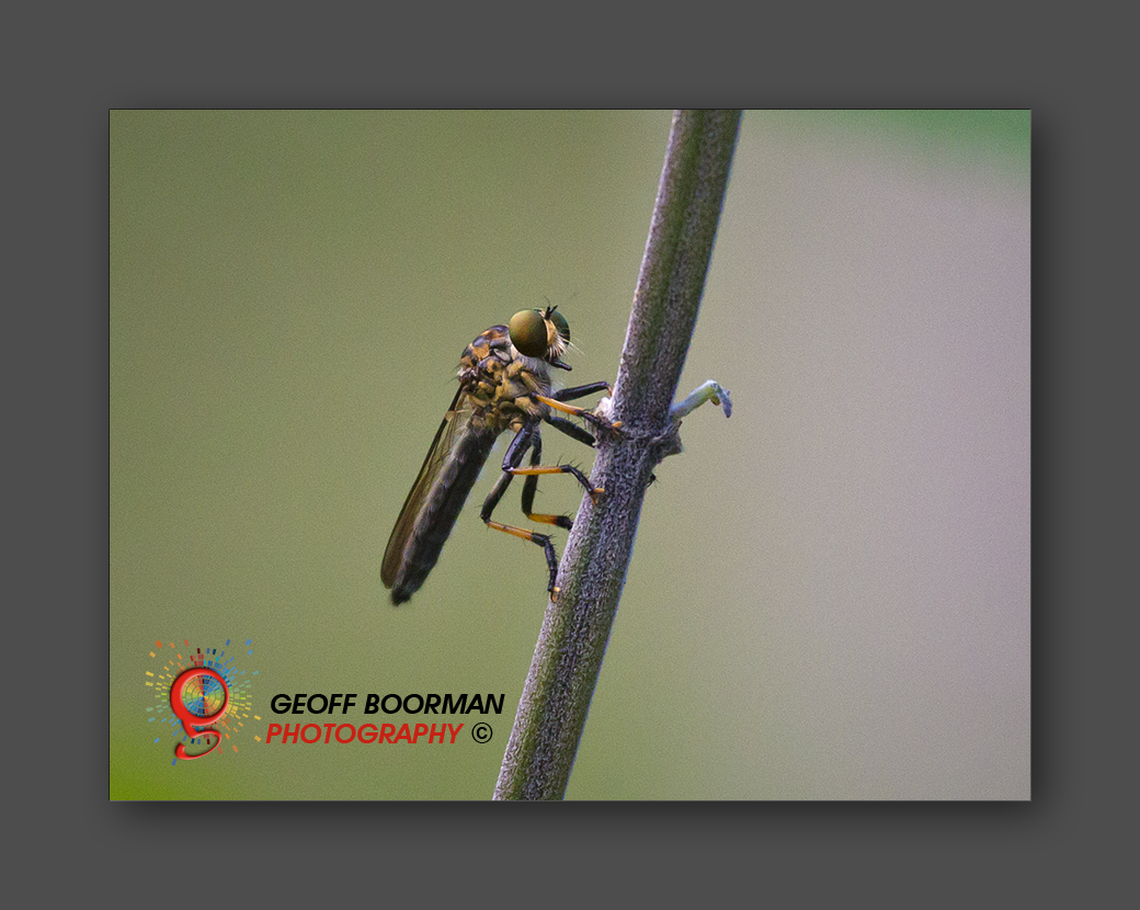 Wombolly Metal - Wasp