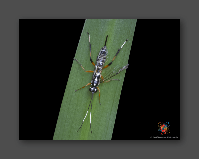 Wombolly Metal - Wasp