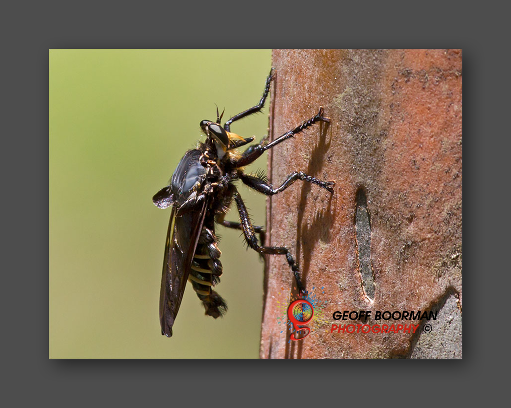 Wombolly Metal - Wasp