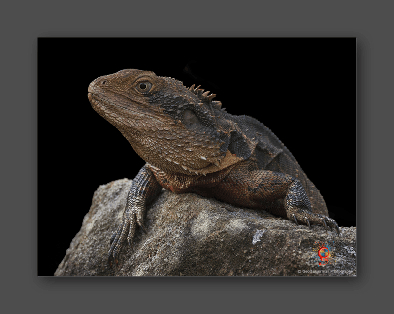 Wombolly Metal - Eastern Water Dragon