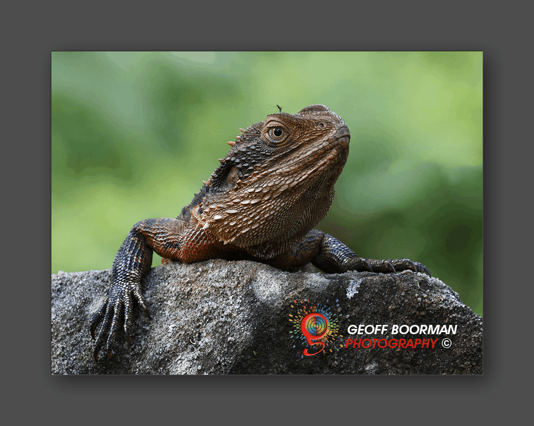 Wombolly Metal - Eastern Water Dragon