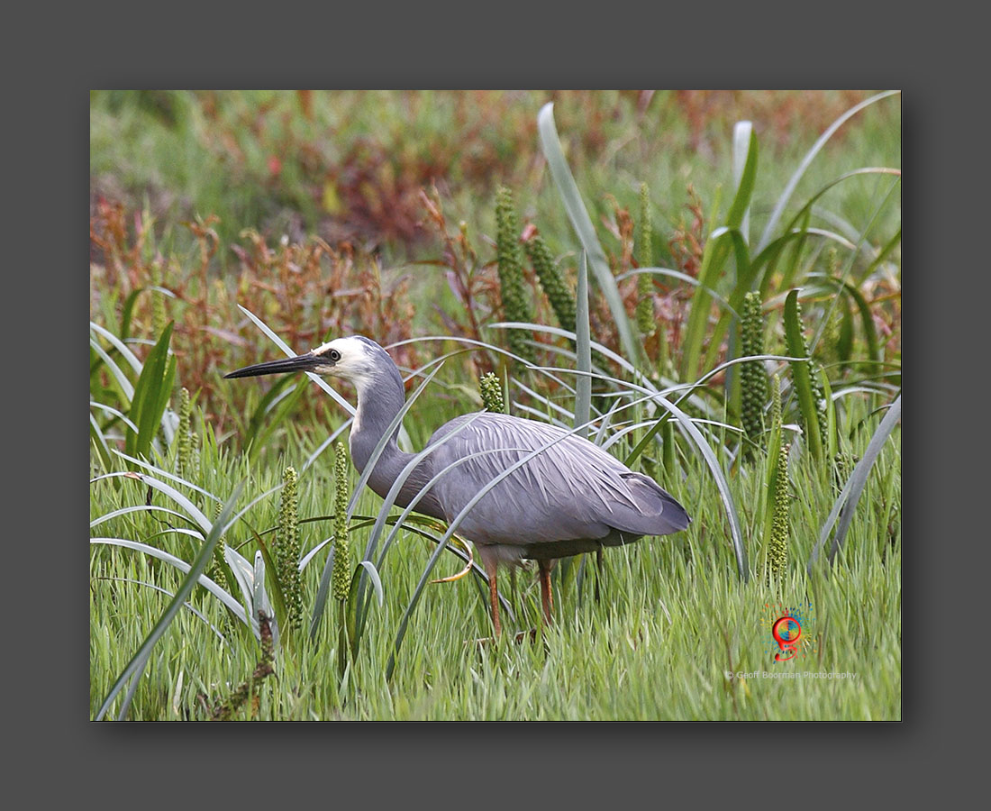 Wombolly Metal - White-face Heron