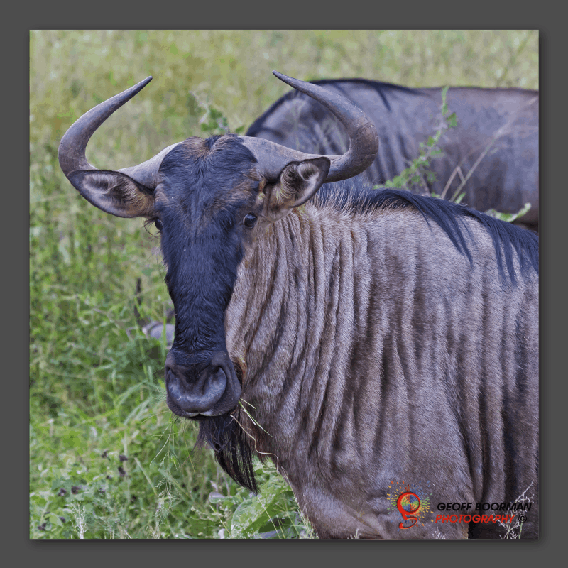 Wombolly Metal - Wildebeest
