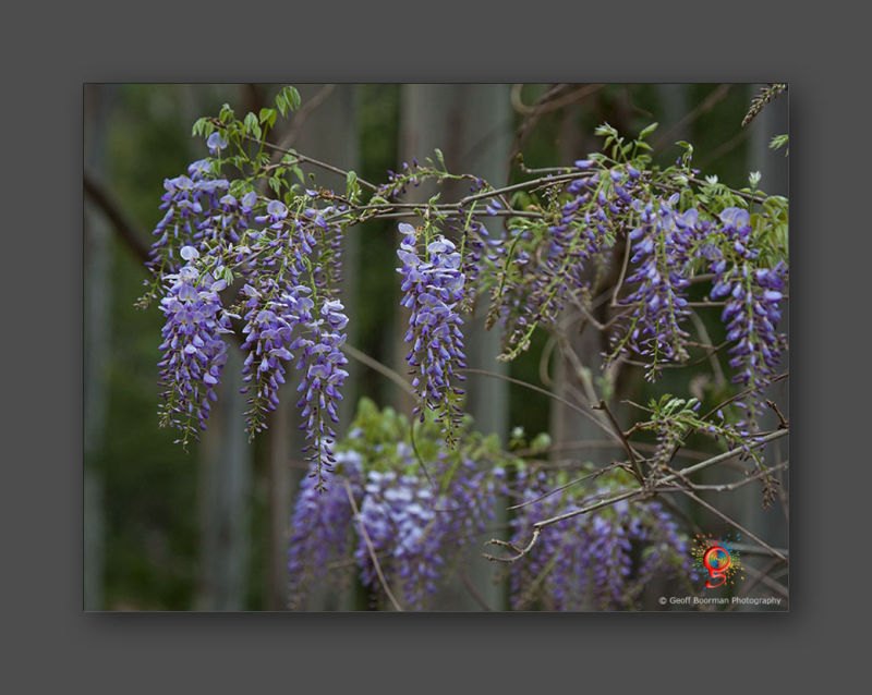 Wombolly Metal - Wisteria
