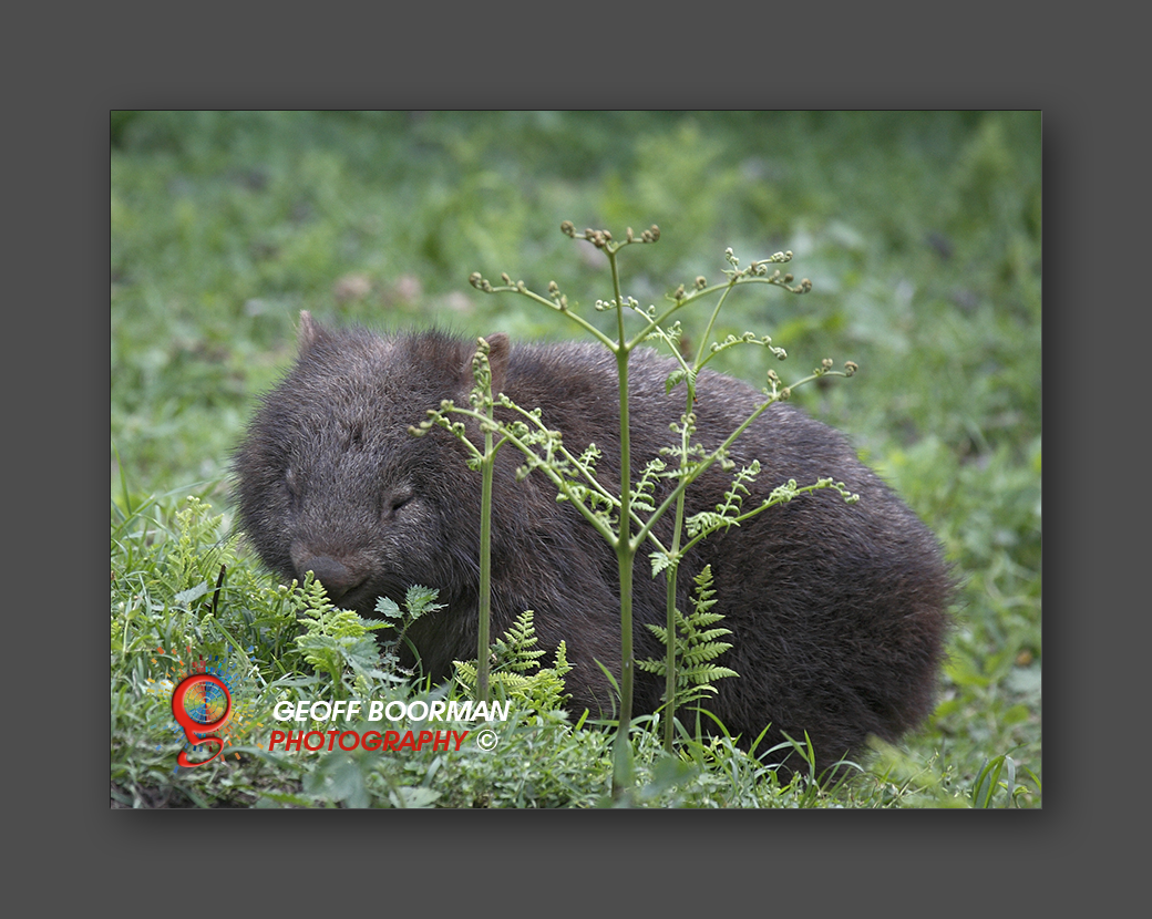 Wombolly Metal - Wombat